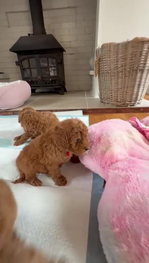 Cavapoo dogs for sale: Ruby Red ❤️ Health tested Cavapoos  - Video 1