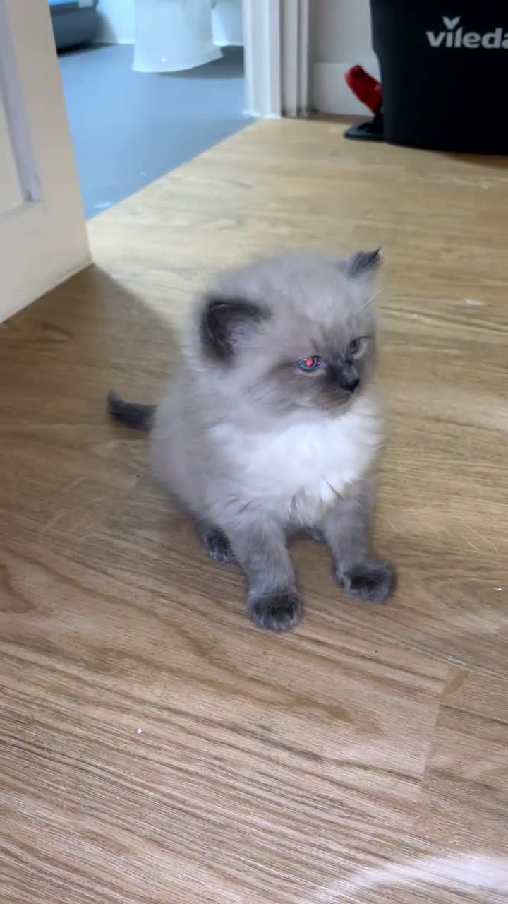 Ragdoll cats for sale: 8 week old Lilac Ragdoll Kitten🥹💜🐈 - Video 1