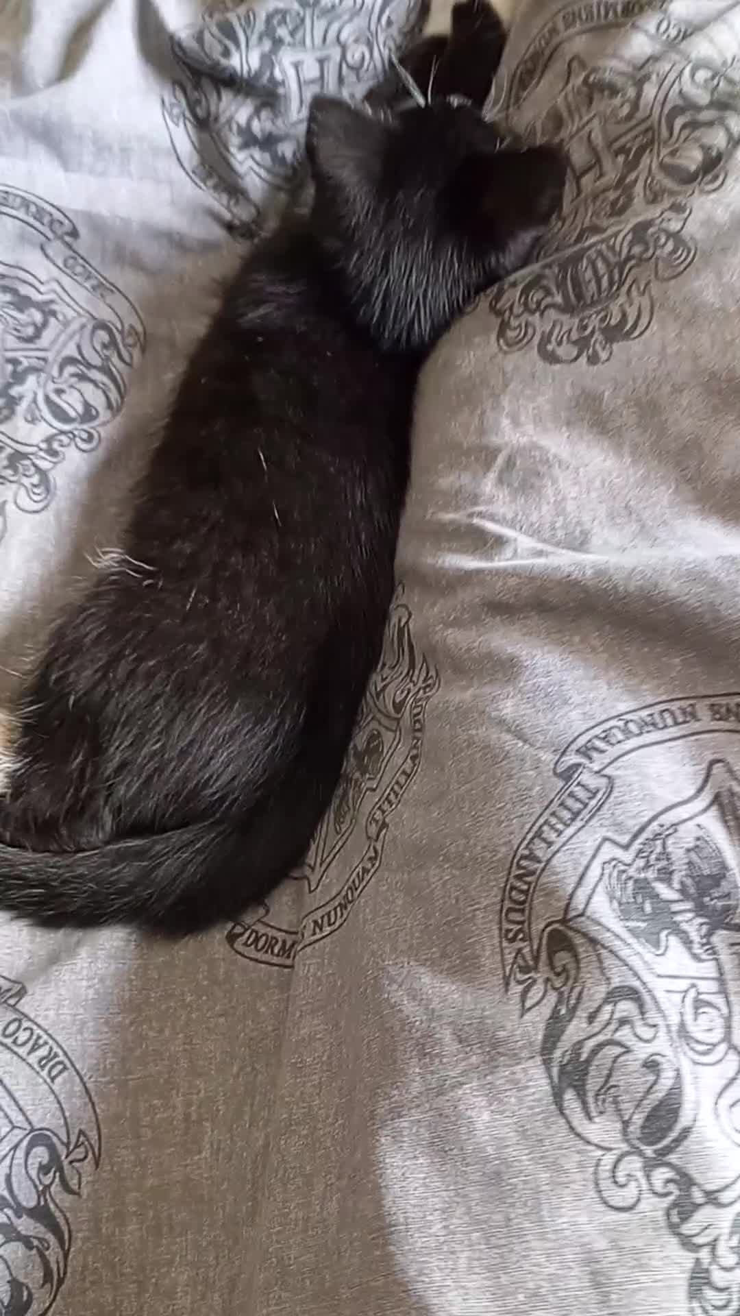 Mixed Breed cats for sale: Adorable kitten female  - Video 1