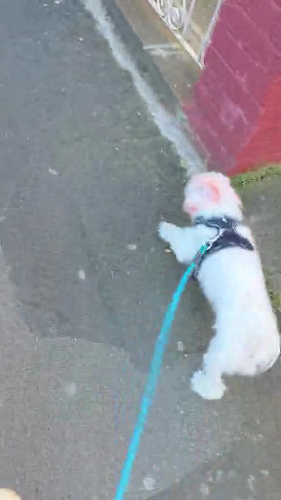 Bichon Frise dogs for sale: Bella Playful female Bichon Frise of 1 year - Video 2
