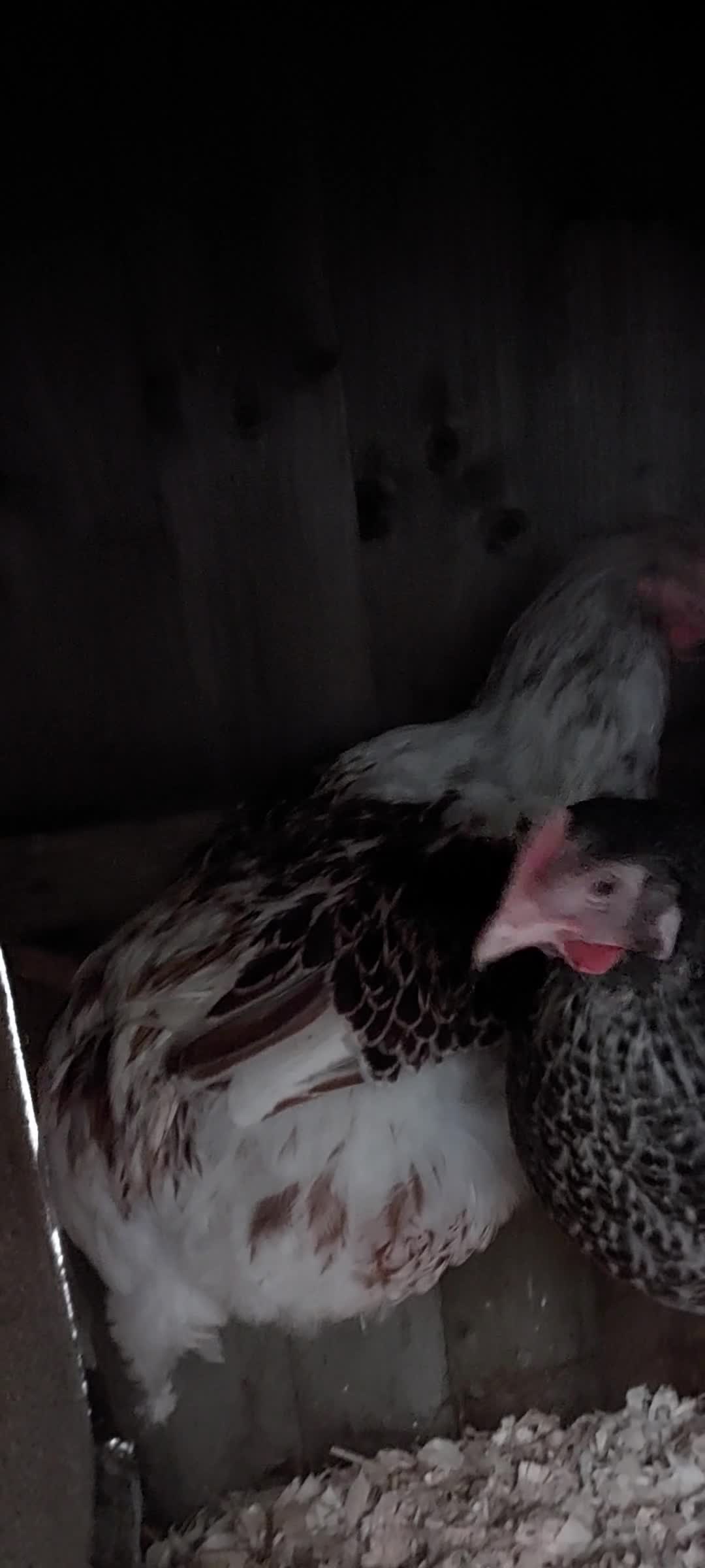 Chickens poultry for sale: Buff laced wyandotte cockeral  - Video 2