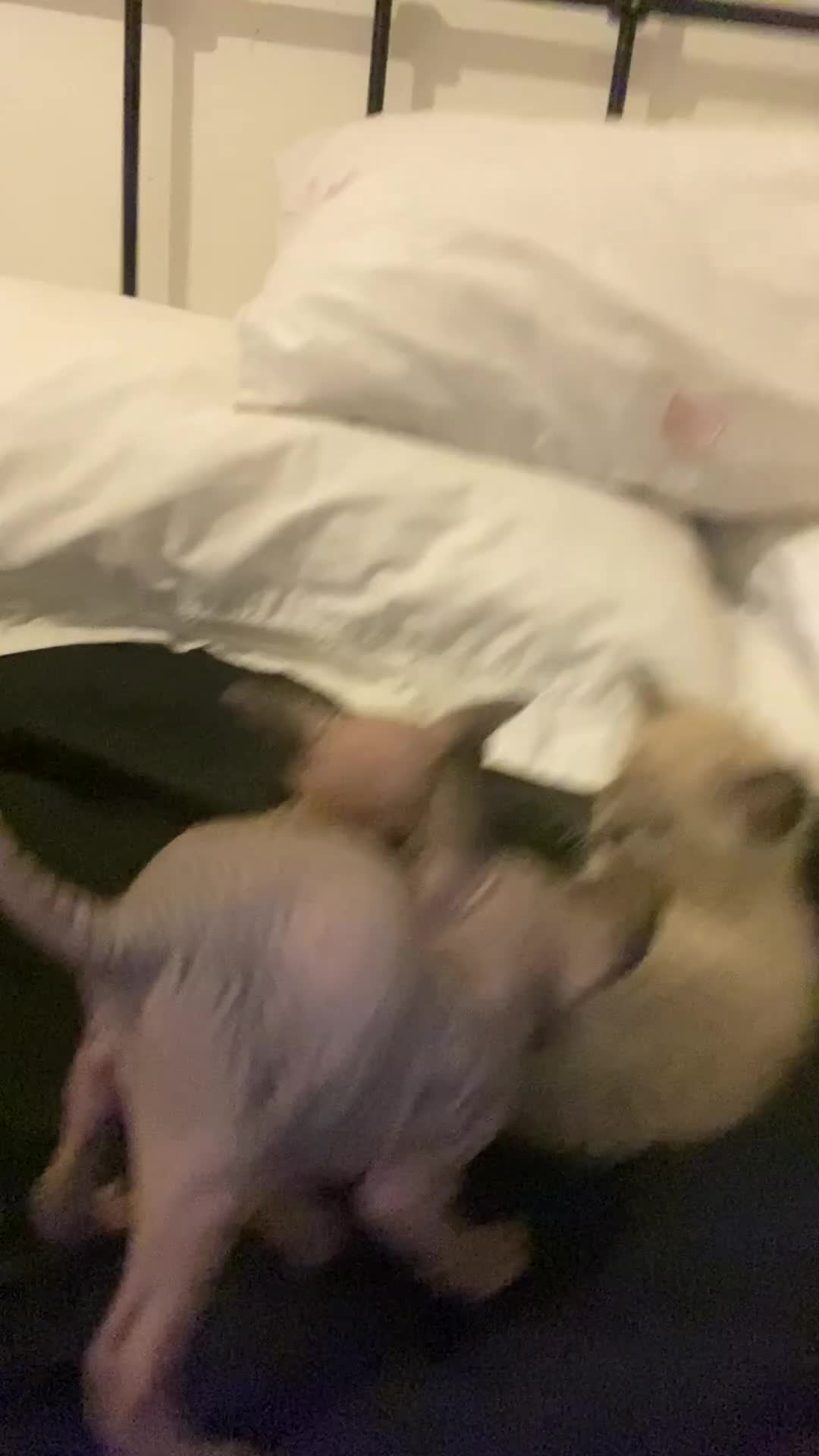 Mixed Breed cats for sale: Sphynx cross kittens  - Video 2