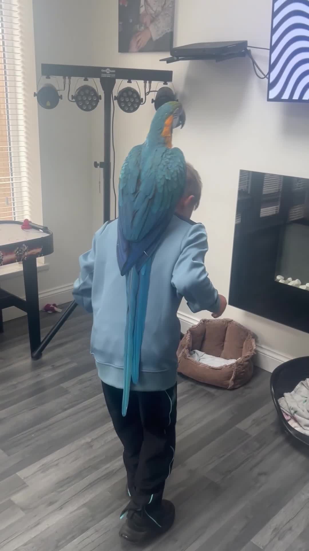 Macaws birds for sale: 6yr old Blue/Gold Wing Macaw  - Video 1