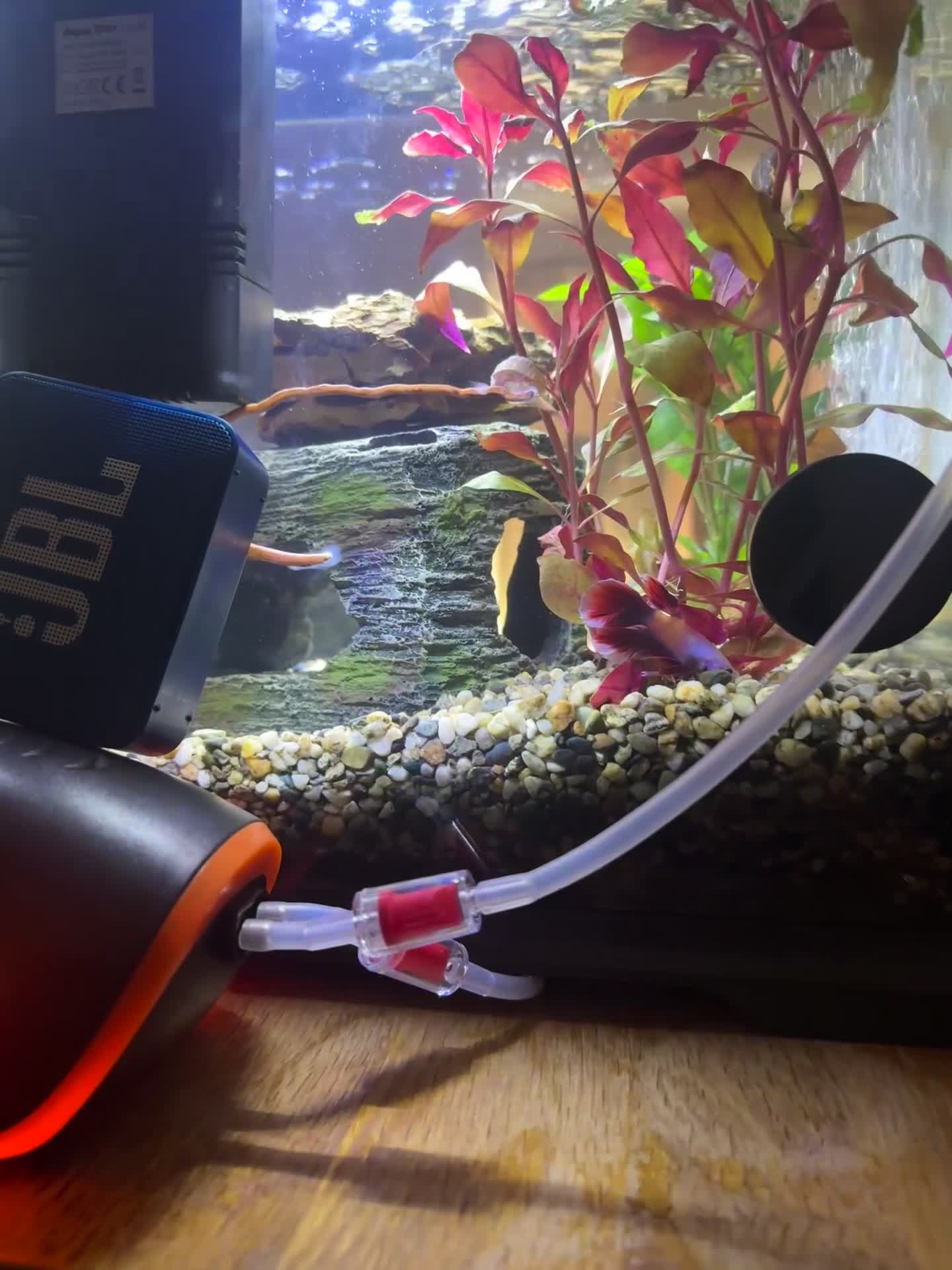 Live Bearers fish for sale: Ultimate 40L Tropical Aquarium Setup with 9guppies in Newport - Video 1