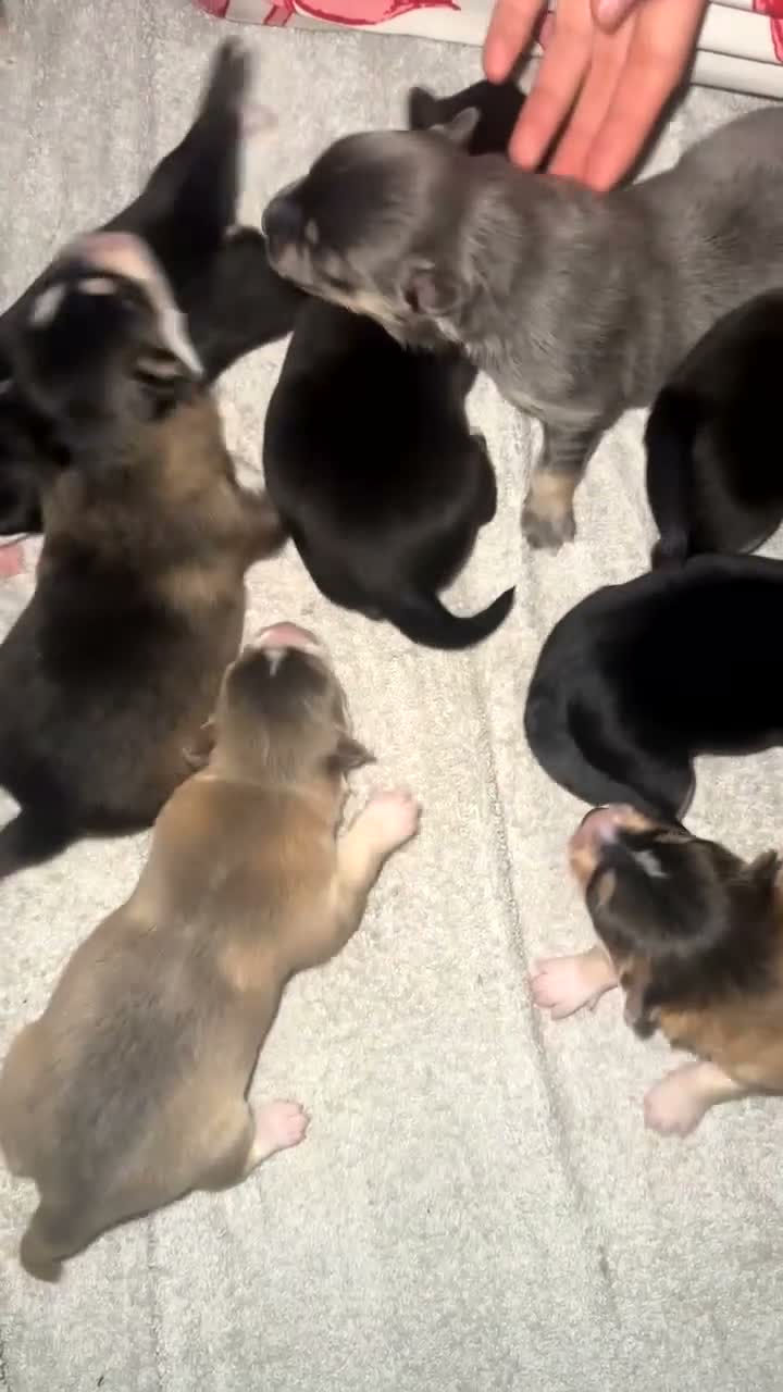 Pomsky dogs for sale: Beautiful Pomsky Puppies–Fluff & Frost pomskies 🐶 - Video 2