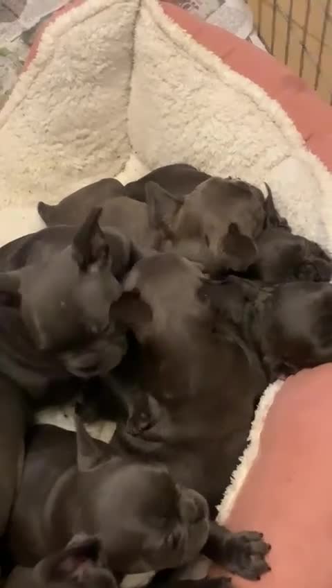 French Bulldog dogs for sale: QUALITY SOLID BLUE FRENCH BULLDOG PUPPIES  - Video 3