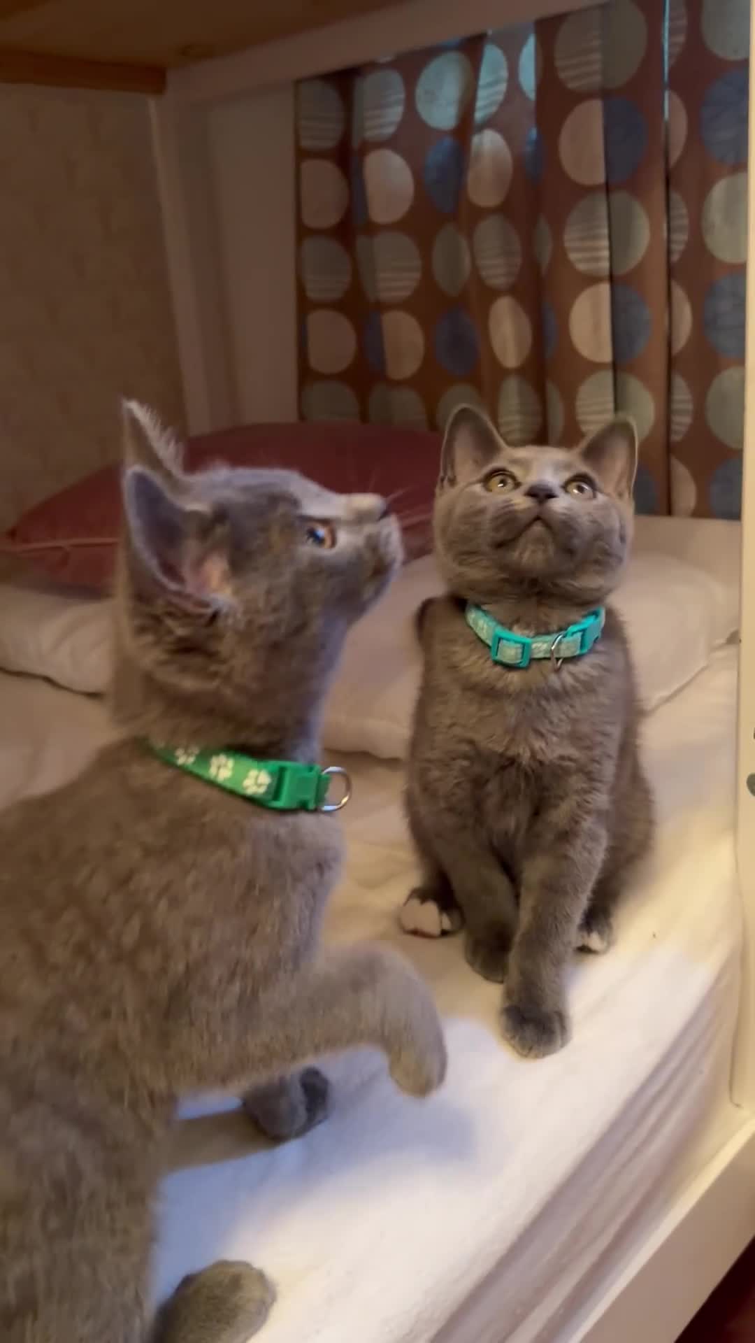 British Shorthair cats for sale: Two Gorgeous Kitten male Left  - Video 1