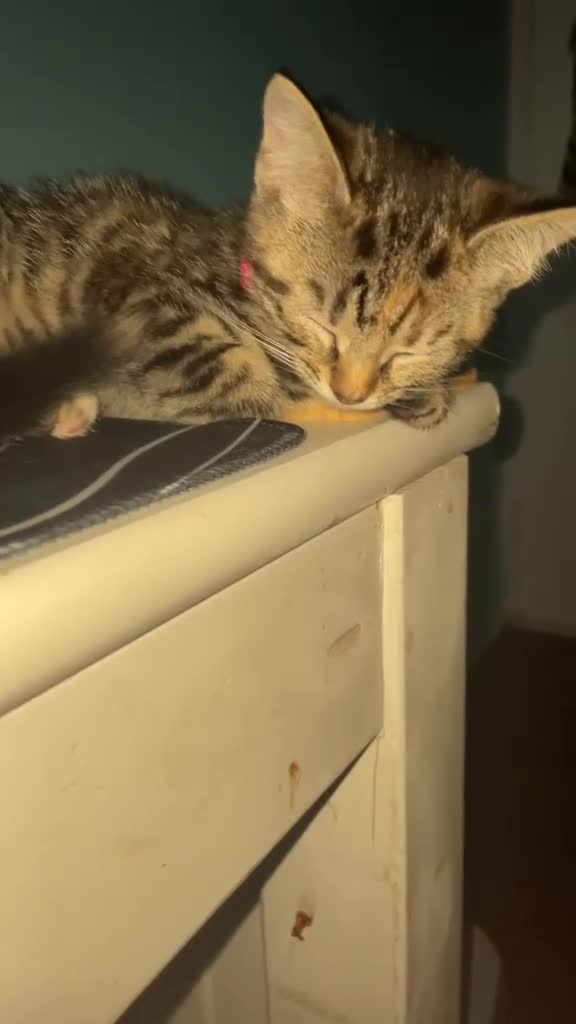 Mixed Breed cats for sale: Female tabby  in London - Video 1