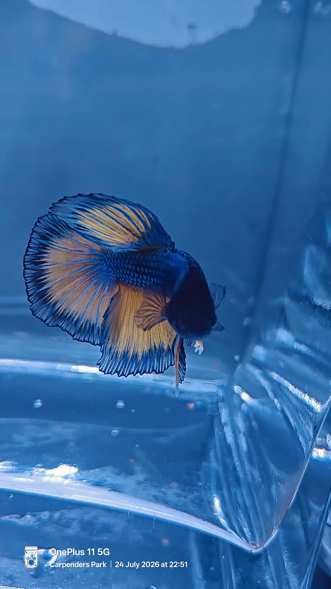 Bettas fish for sale: Mustard gas betta with  betta foods  - Video 1