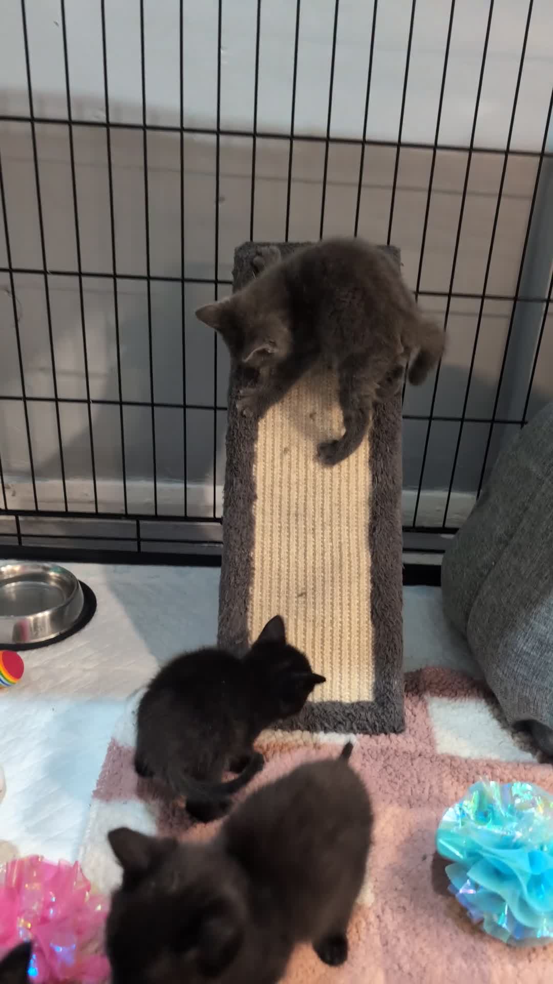 Domestic Shorthair cats for sale: Beautiful playful kittens  in Wolverhampton - Video 1
