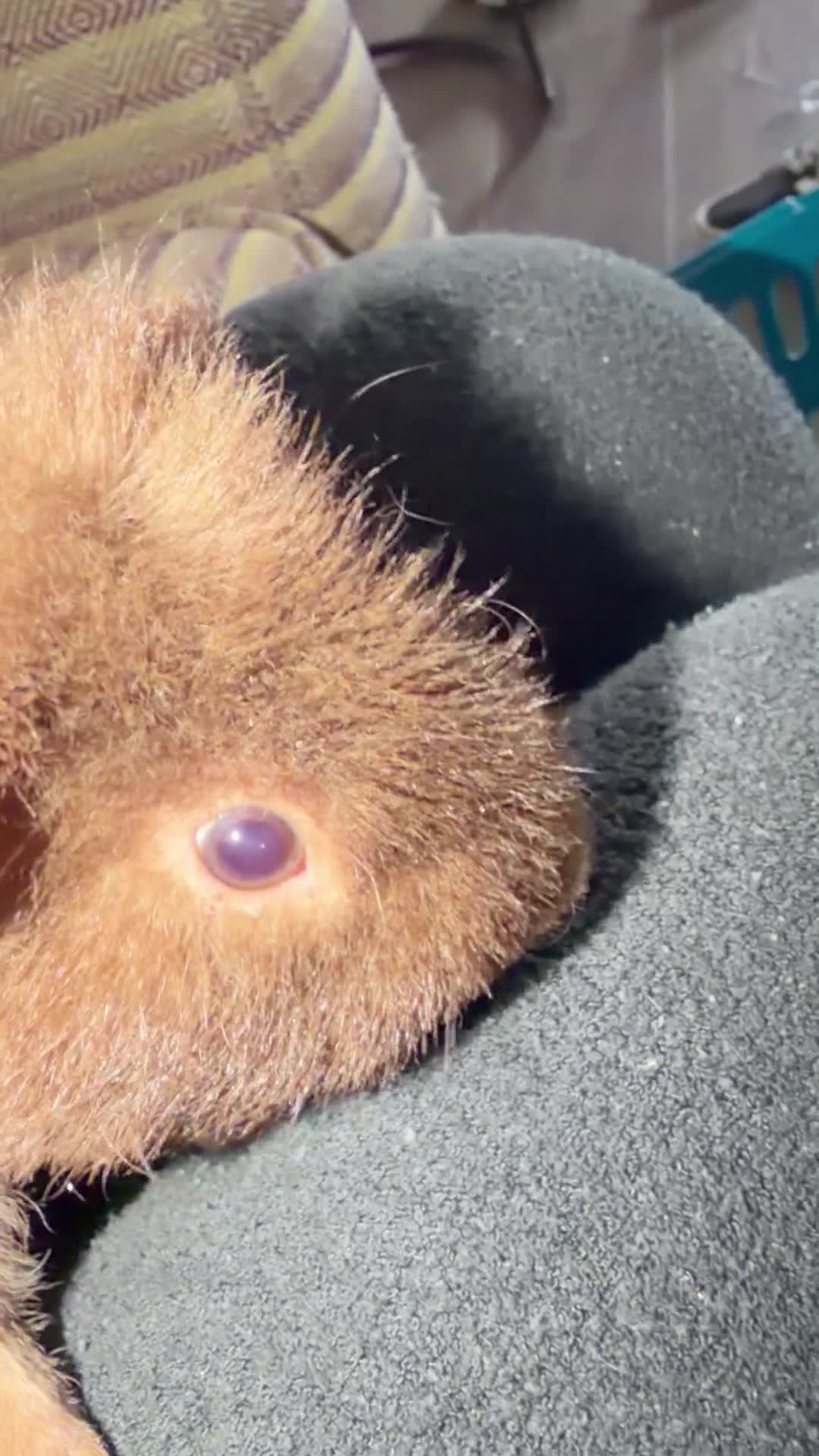 Guinea Pig rodents for sale: Roan teddy boar 8 months - Video 1