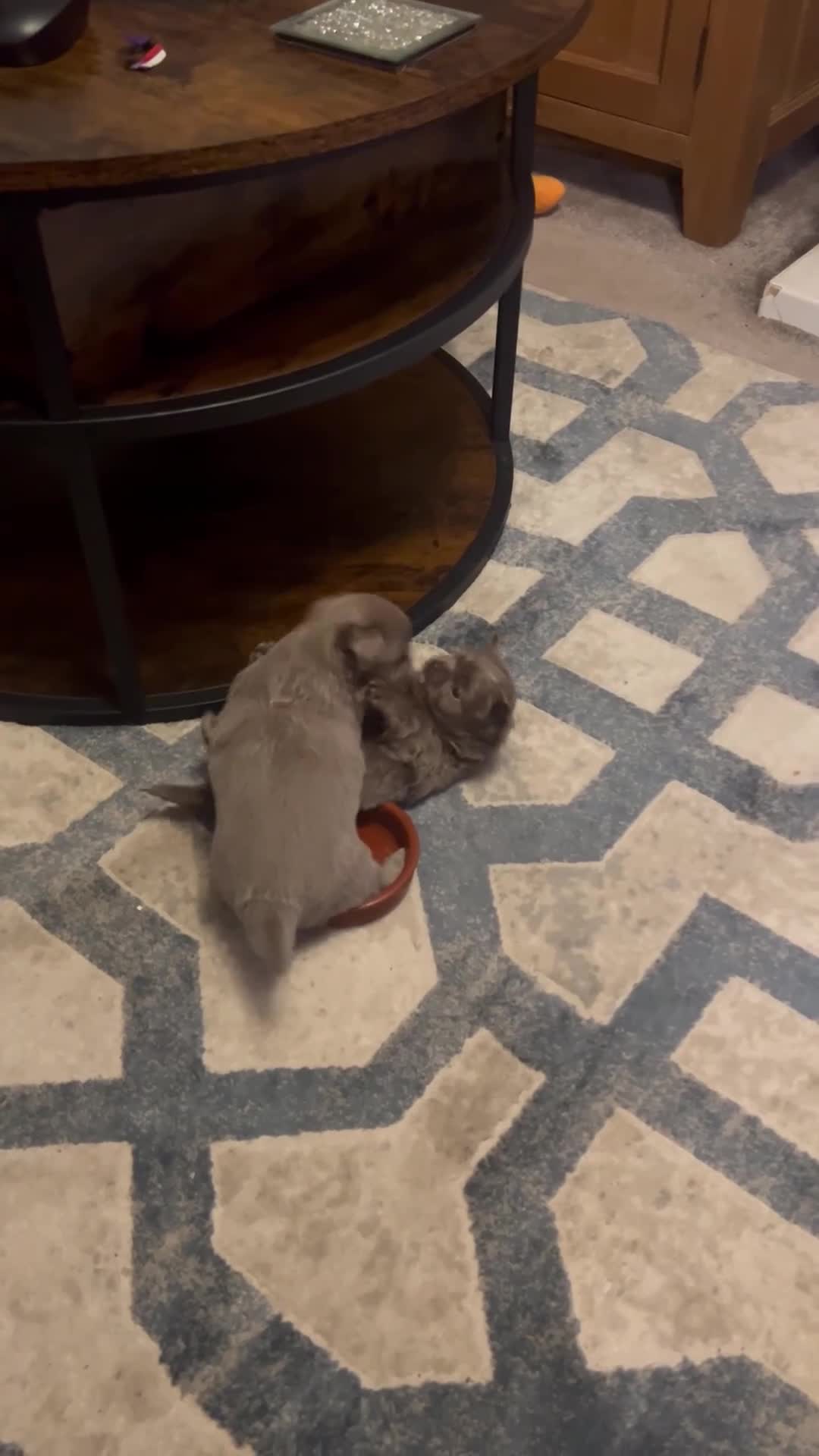 Chihuahua dogs for sale: Chihuahua long haired in Liverpool - Video 1