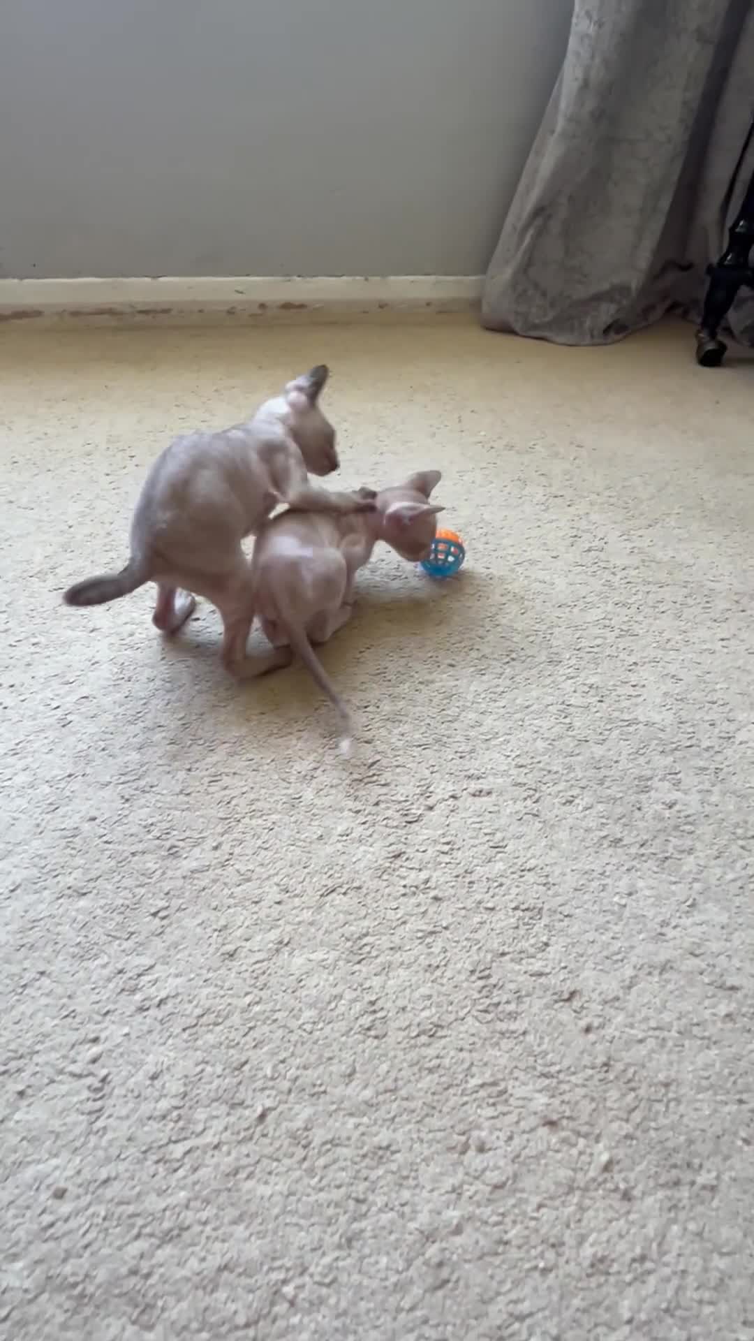 Cornish Rex cats for sale: Best Cornish Rex friend  - Video 1