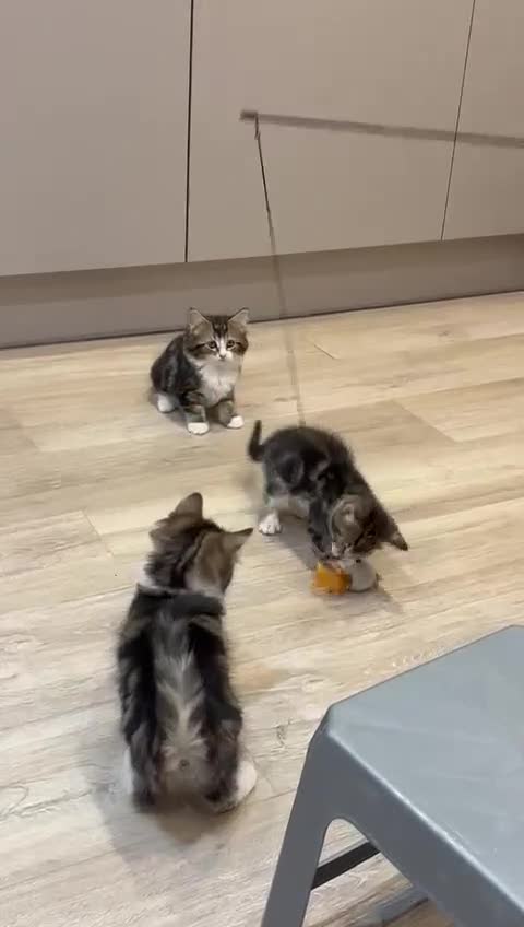 Siberian cats for sale: Adorable Siberian Forest Mix Kittens - Video 1