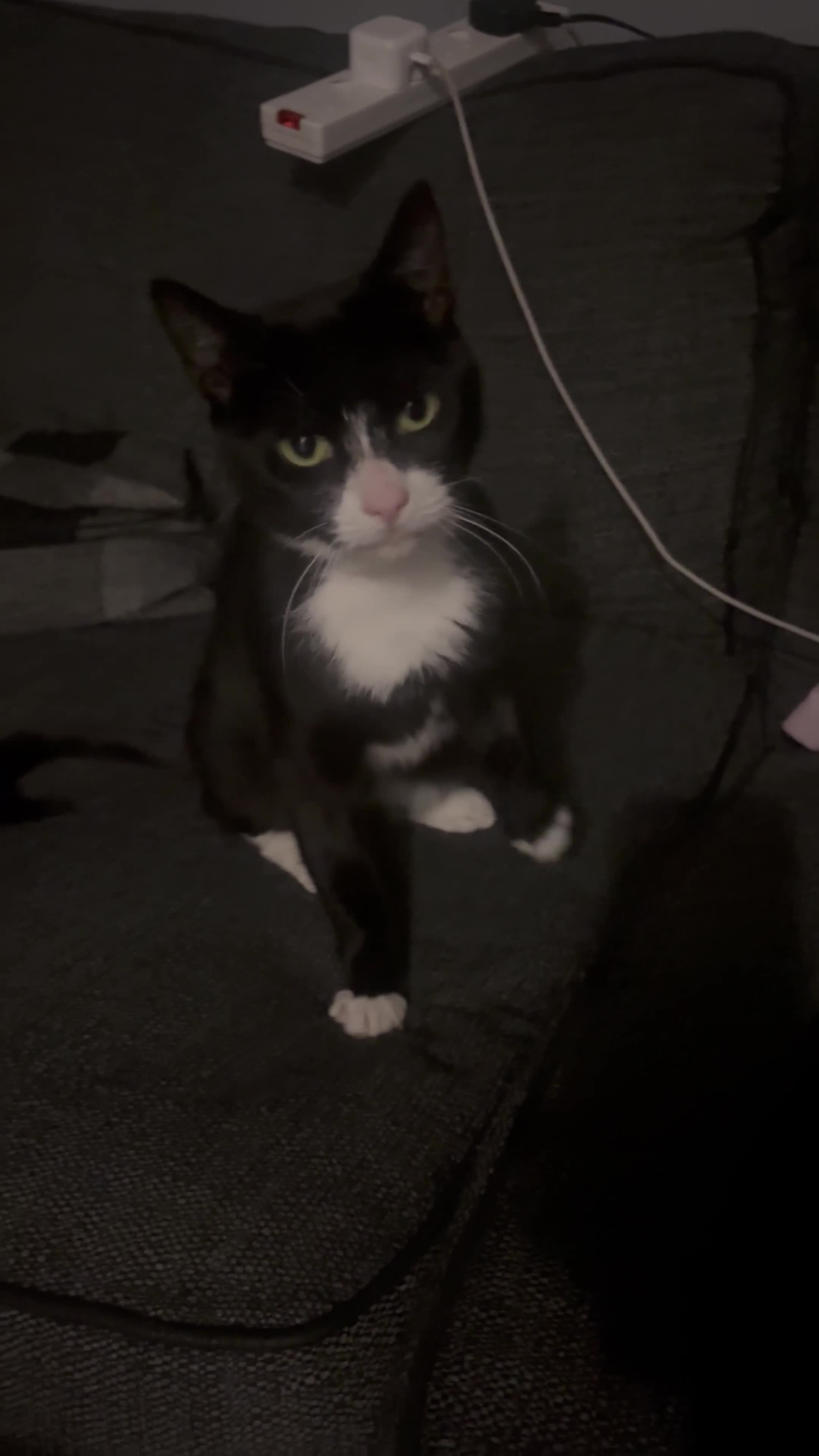 Domestic Shorthair cats for sale: Mia - ready for adoption  - Video 1