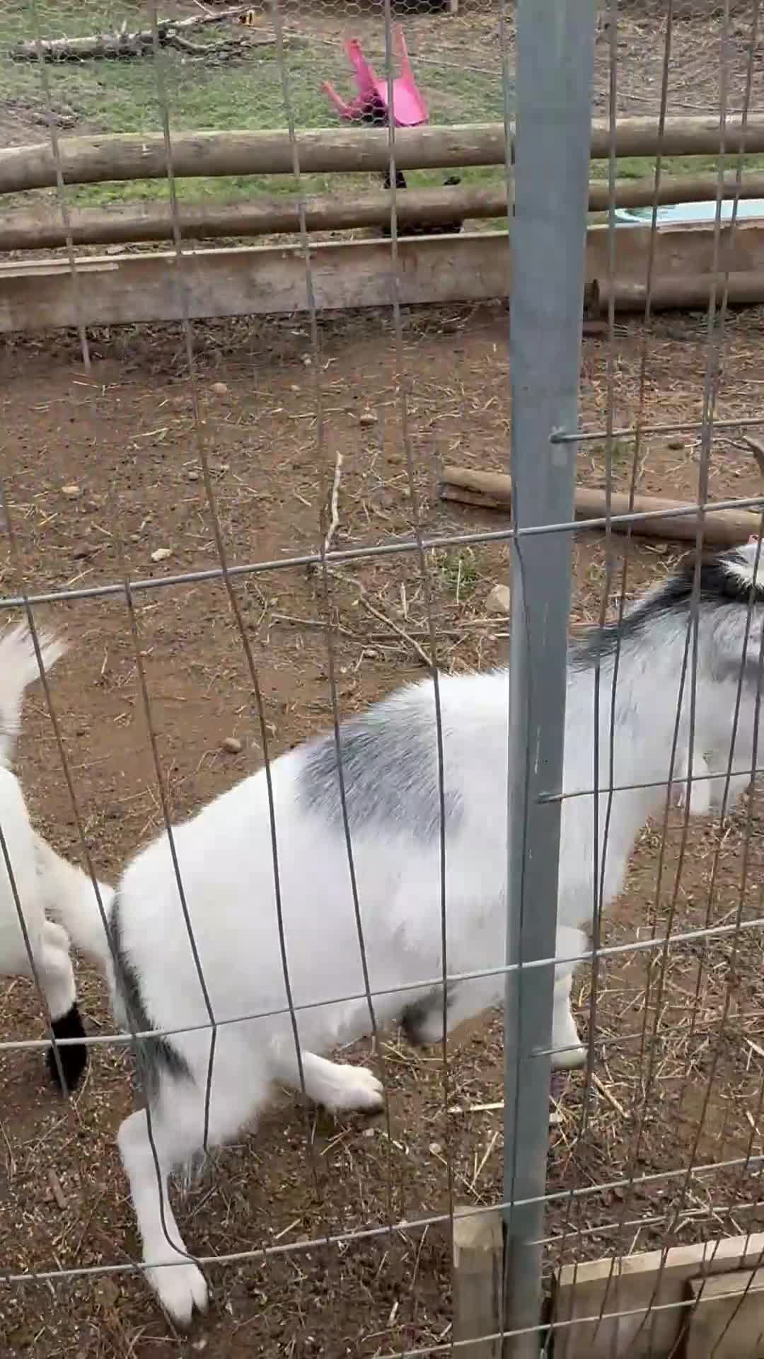 Goats livestock for sale: 2 male wethers for sale  - Video 1