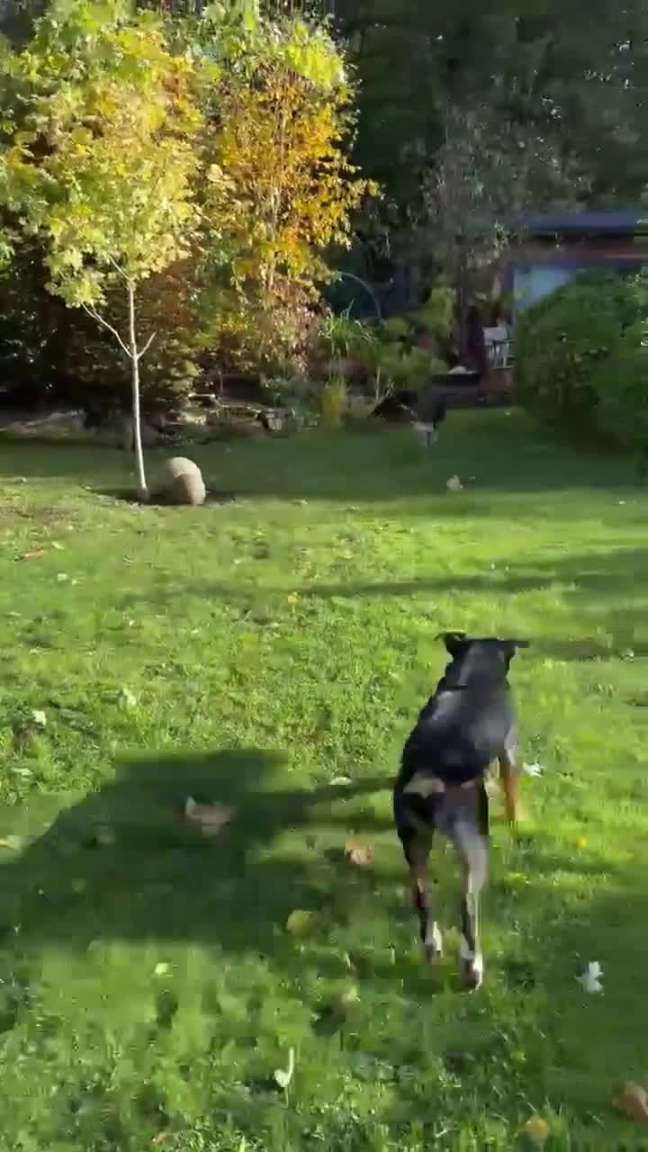 Mixed Breed dogs for adoption: Cahil , a sweet Cypriot girl  - Video 2