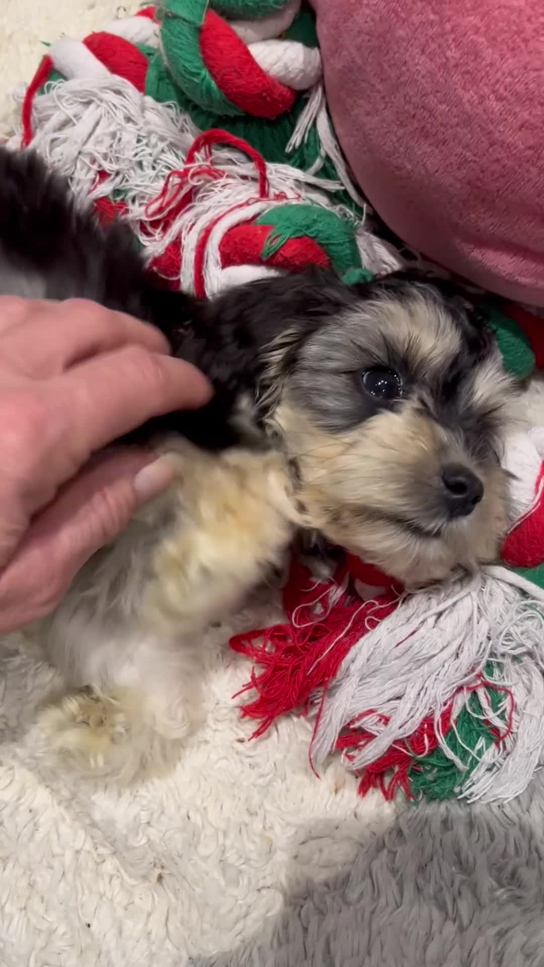 Cockapoo dogs for sale: 💗Beautiful F1 Cockapoo puppies  - Video 2