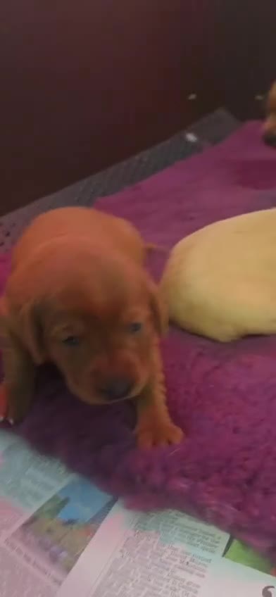 Labrador Retriever dogs for sale: Stunning Fox Red Labrador Litter - Health Tested - Video 1