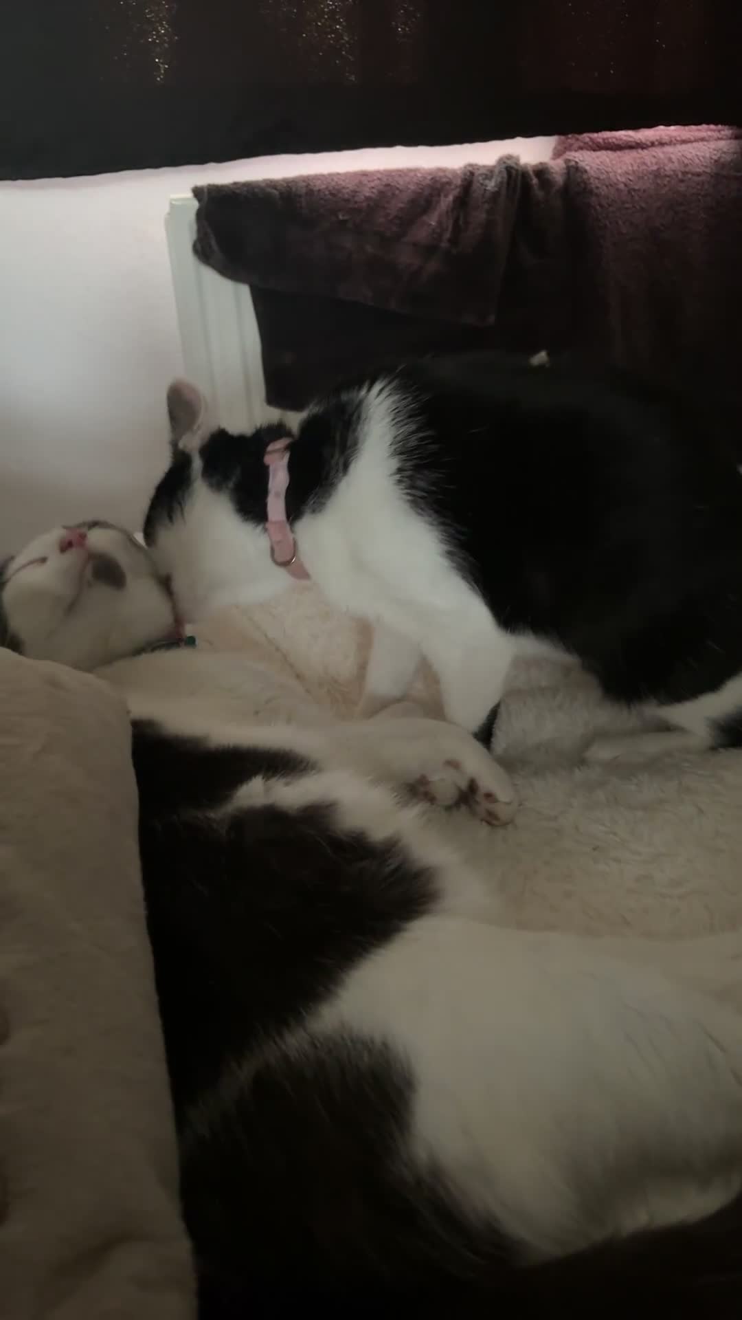 Mixed Breed cats for sale: 2 house cats looking for a new home in Houghton le Spring - Video 1