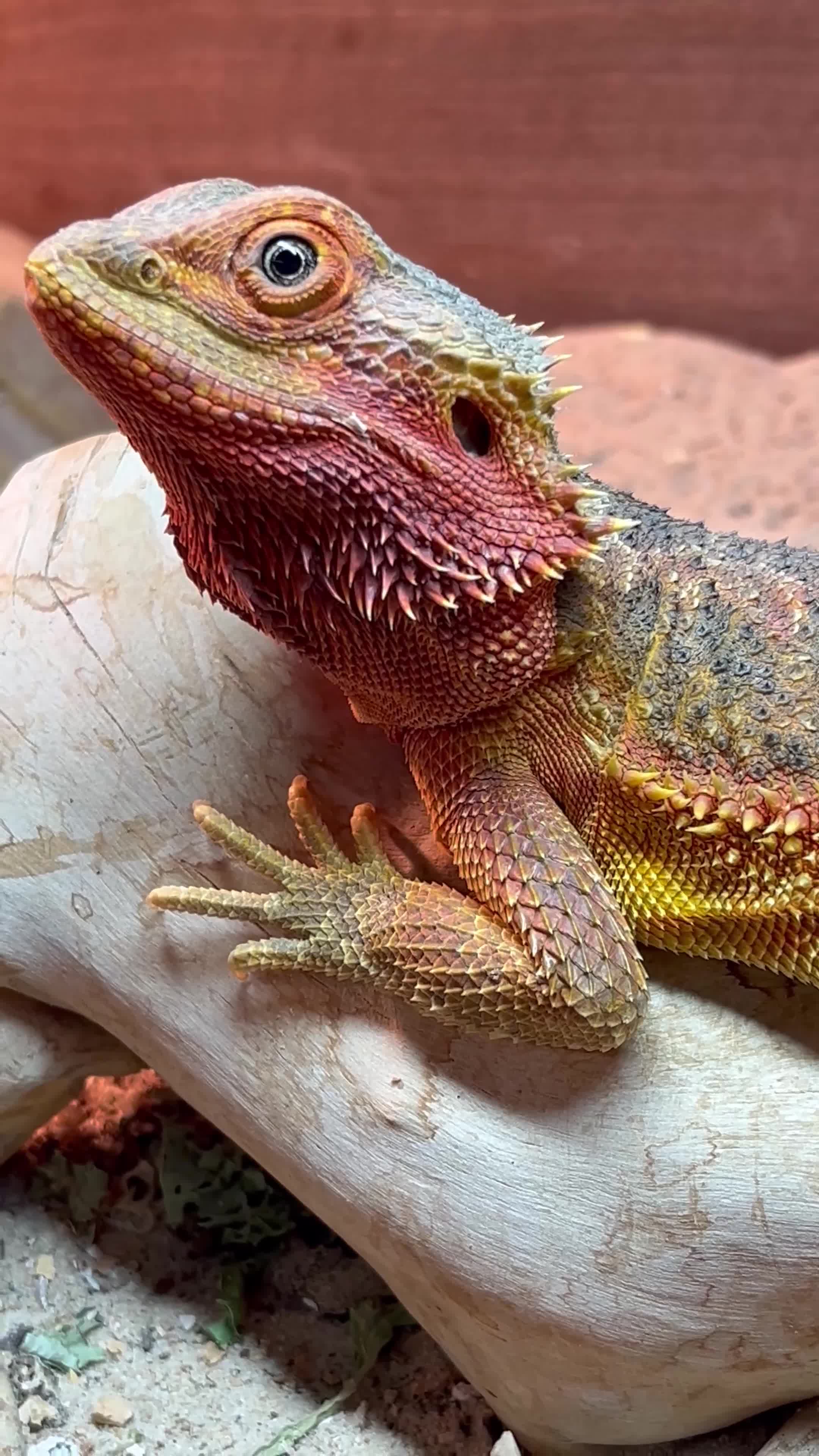 Bearded Dragon reptiles for sale: Red Translucent Bearded Dragon - Video 2