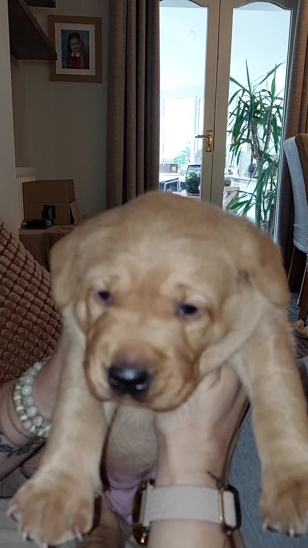 Labrador Retriever dogs for sale: Gorgeous female labrador puppy available Oct 4th  - Video 1