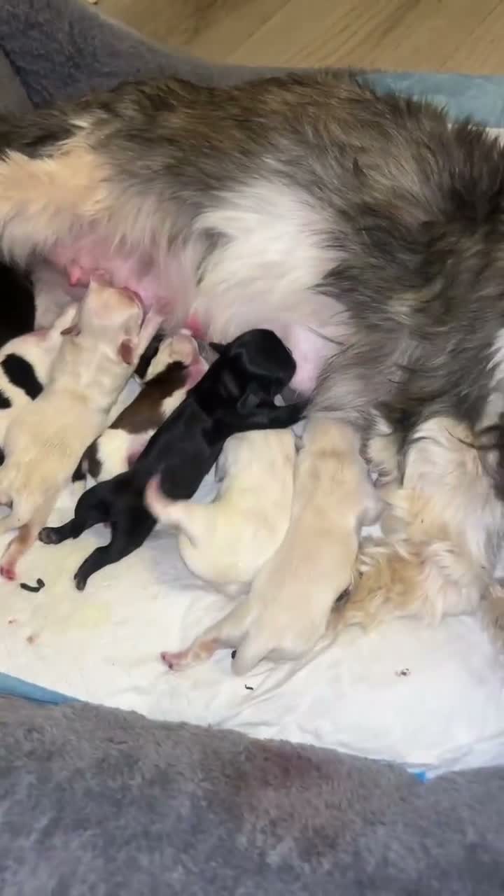 Shih Tzu dogs for sale: Shih Tzu puppies for sale - Video 2