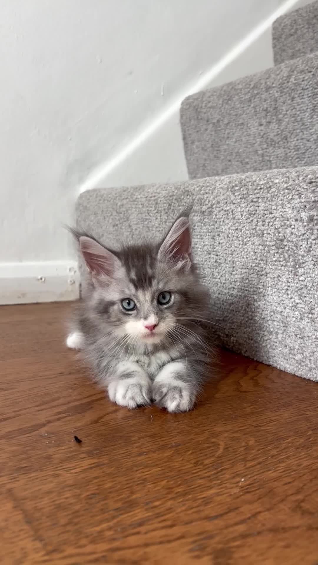 Maine Coon cats for sale: TICA Registered Maine Coon Kittens. Reserve please - Video 3
