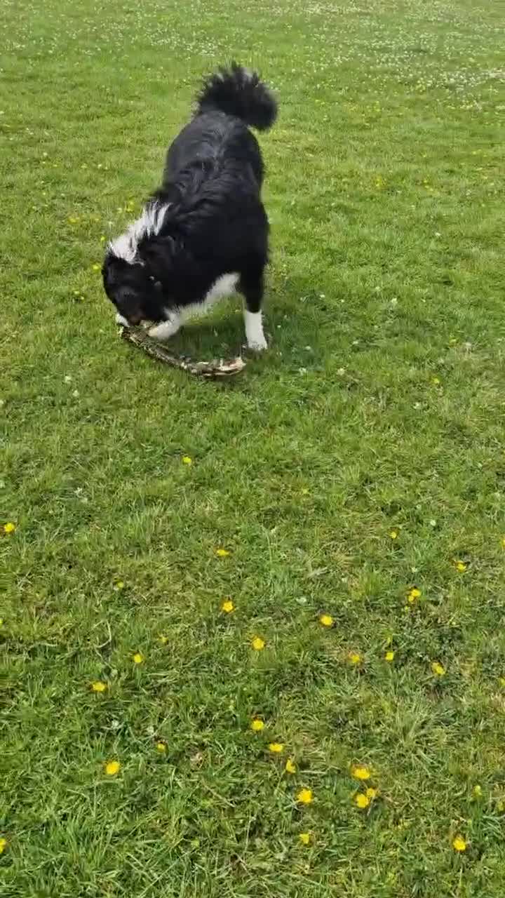 Australian Shepherd dogs for sale: Australian Shepherd Male - Video 5