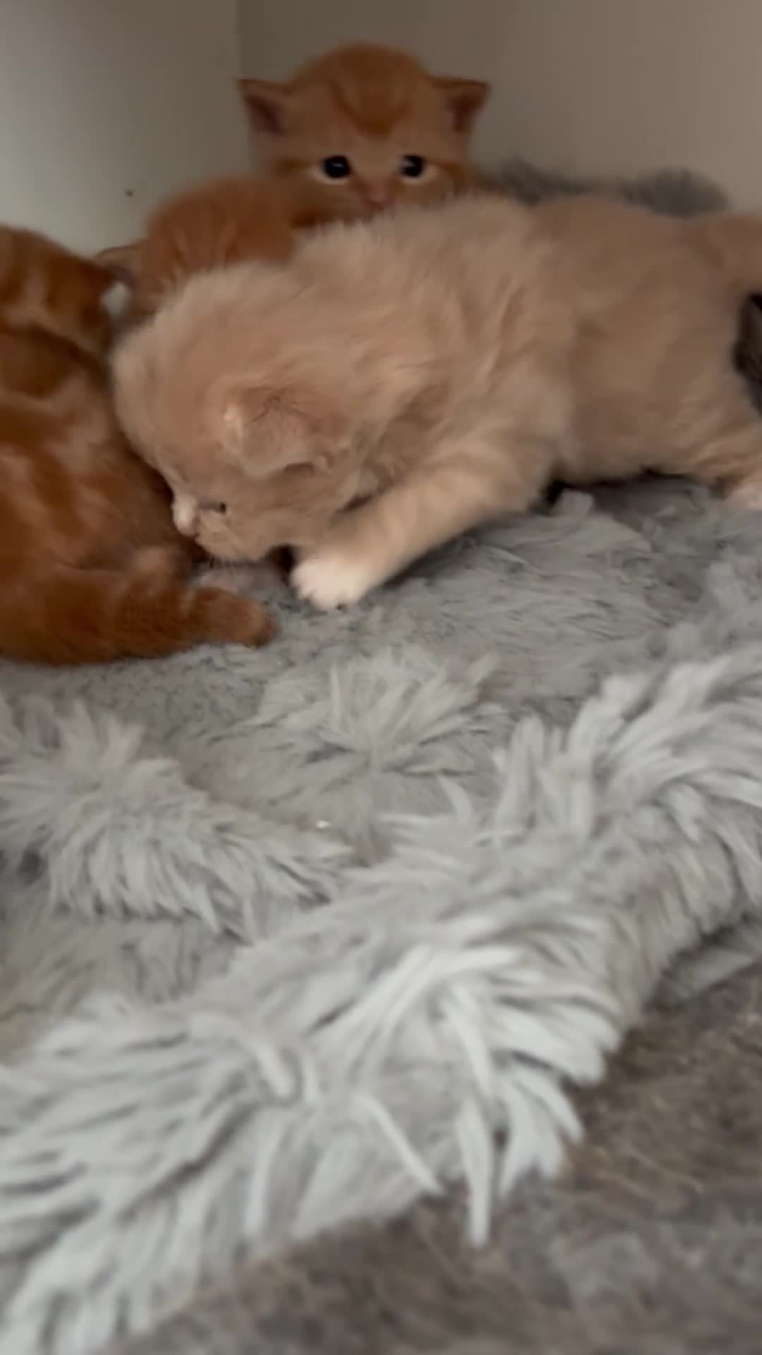 Mixed Breed cats for sale: Maine Coone x Ragdoll Full Ginger Litter - Video 5