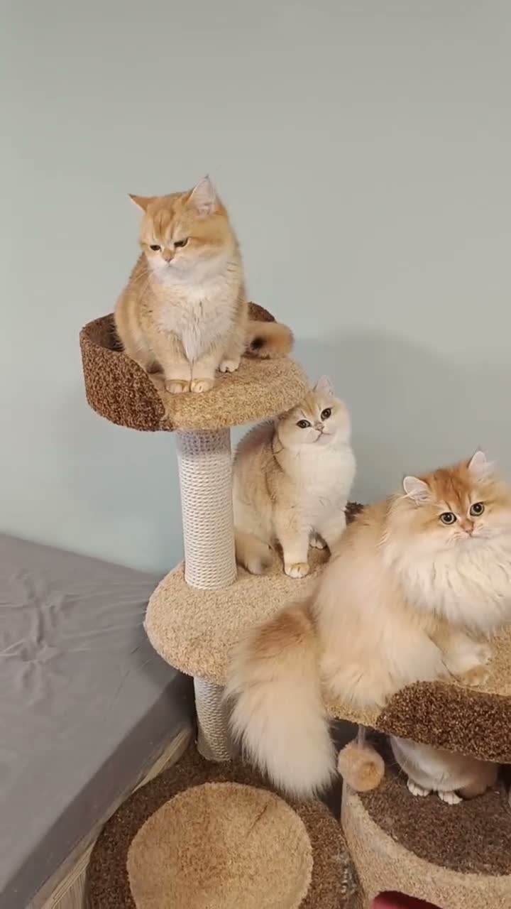 British Shorthair cats for sale: Flora - Video 1