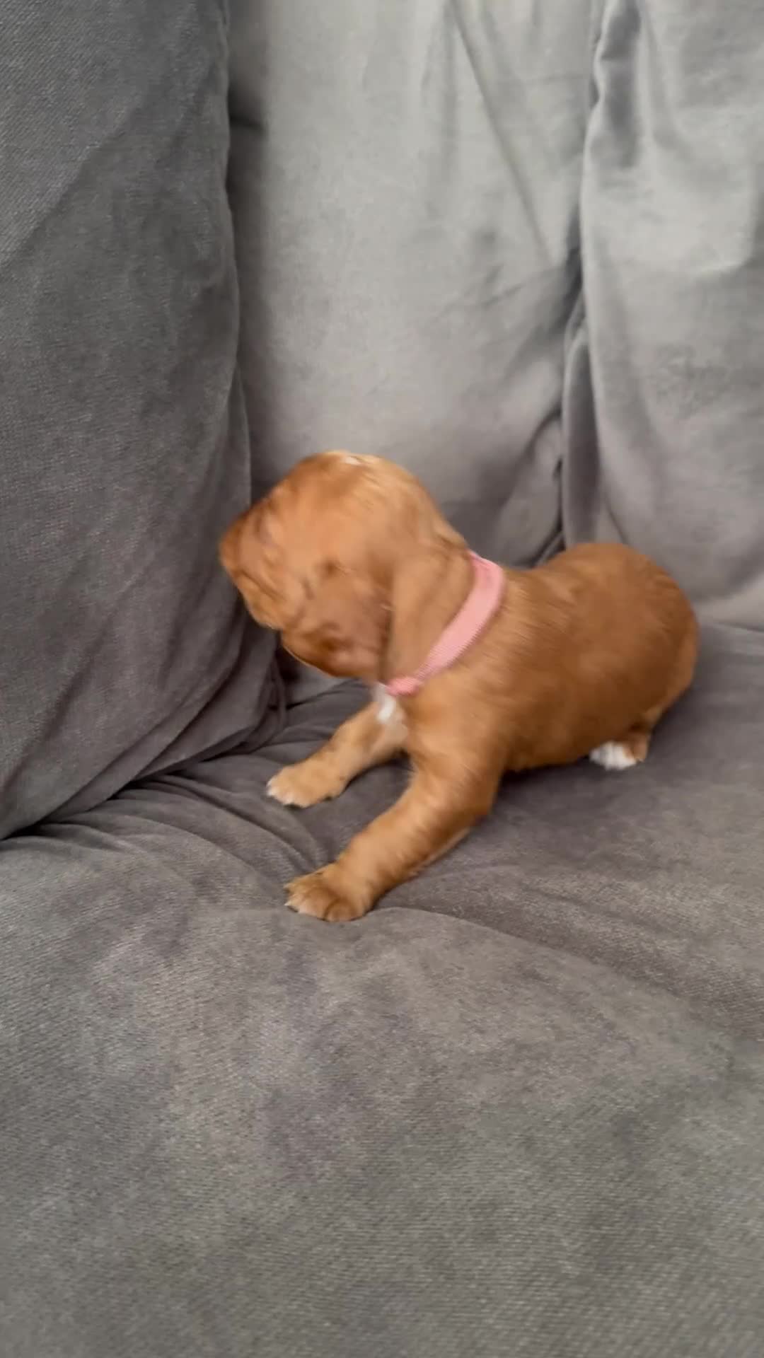 Cocker Spaniel dogs for sale: 💙 Boy Red KC Working Cocker Spaniel 💙 - Video 3