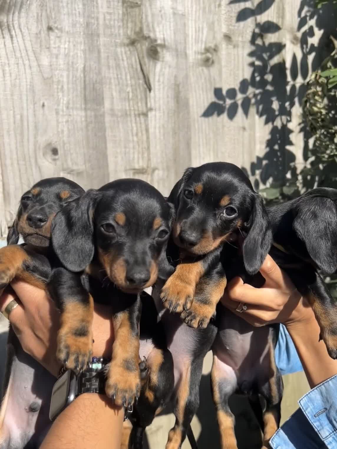 Dachshund dogs for sale: Gorgeous Black and Tan Dachshund Puppies - Video 1