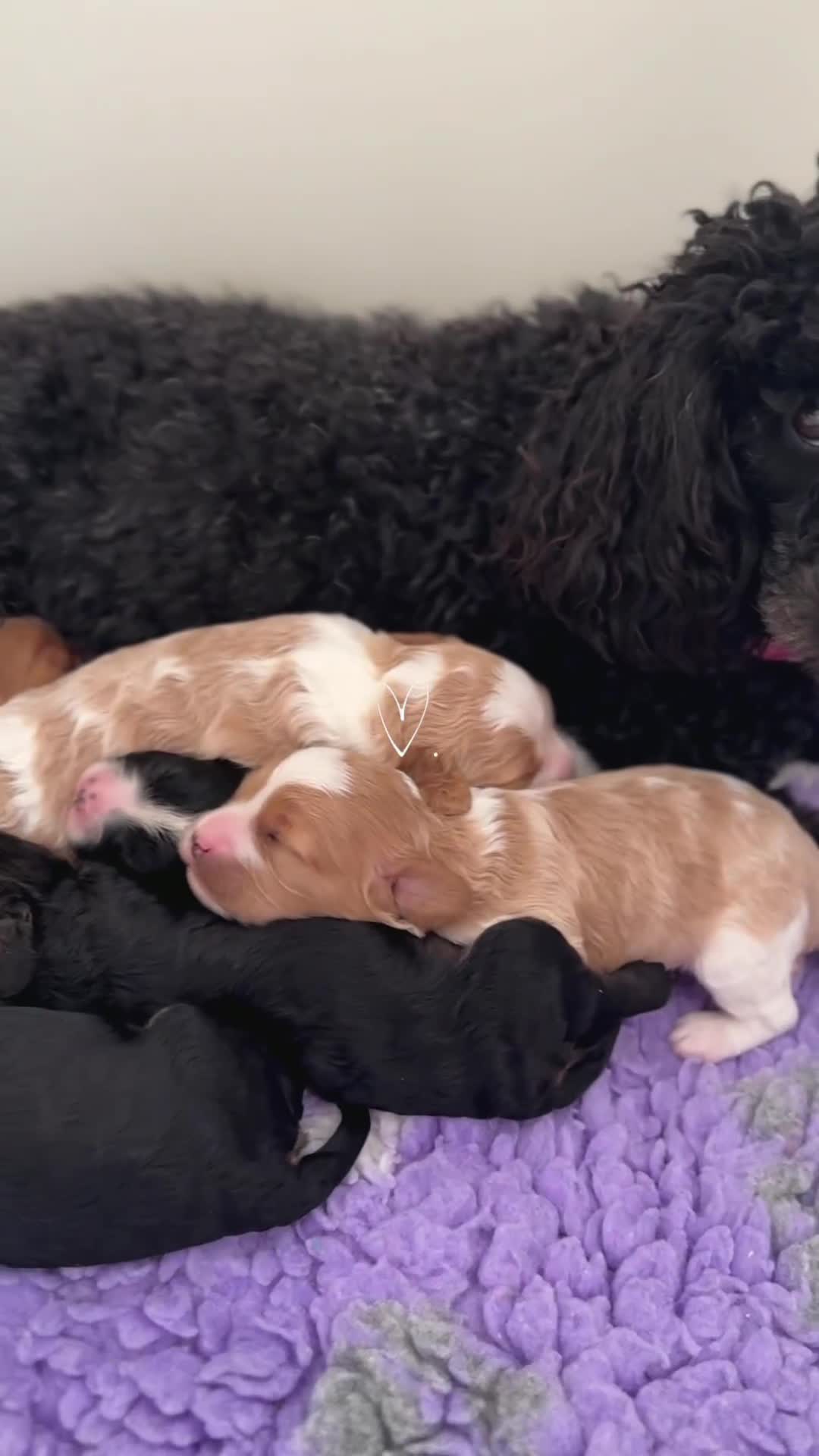 Cavapoo dogs for sale: 🐶 Adorable f1 Cavapoo Puppies 🐶 - Video 4