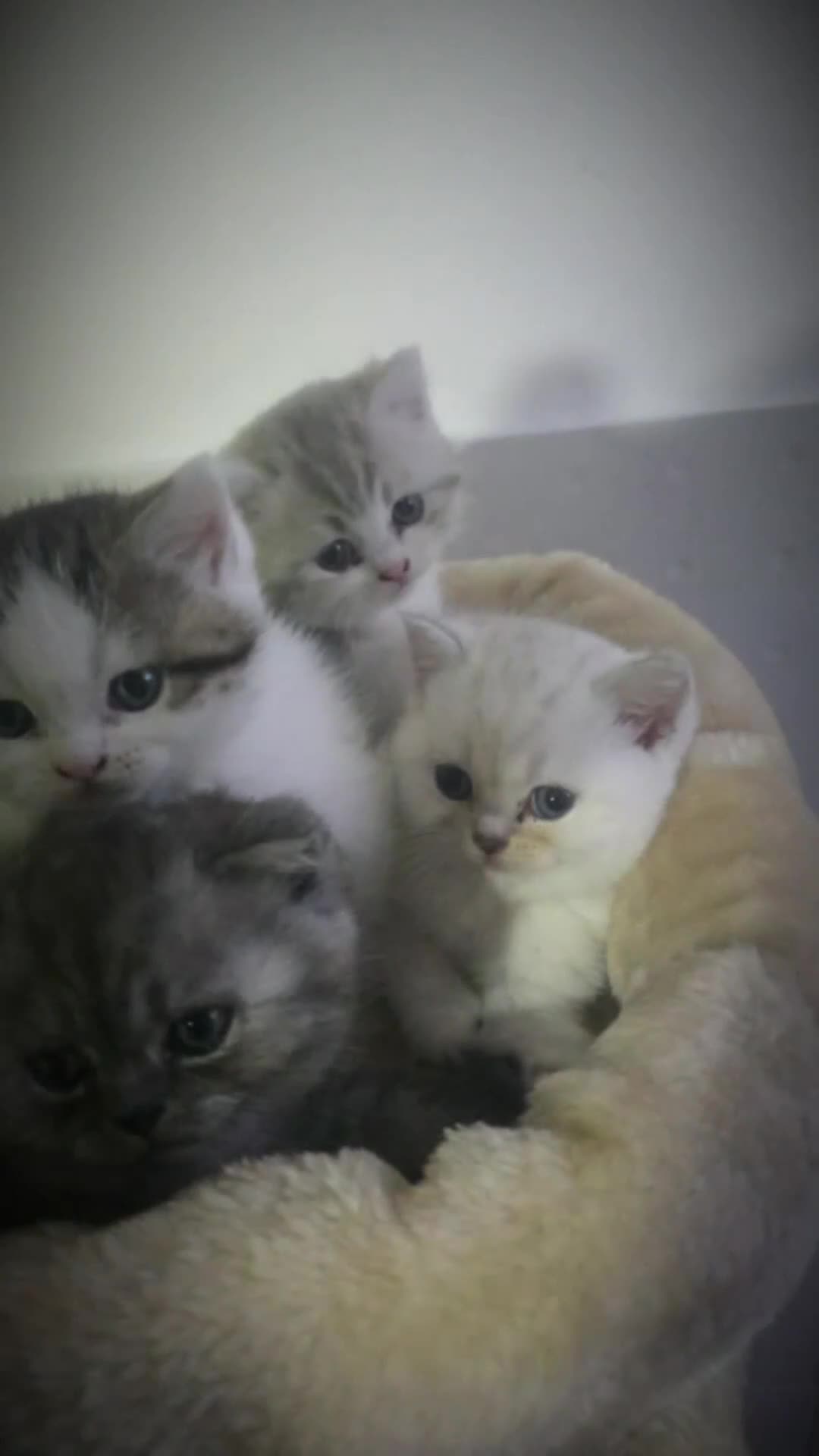 British Shorthair cats for sale: BSH kittens  in Bradford - Video 4