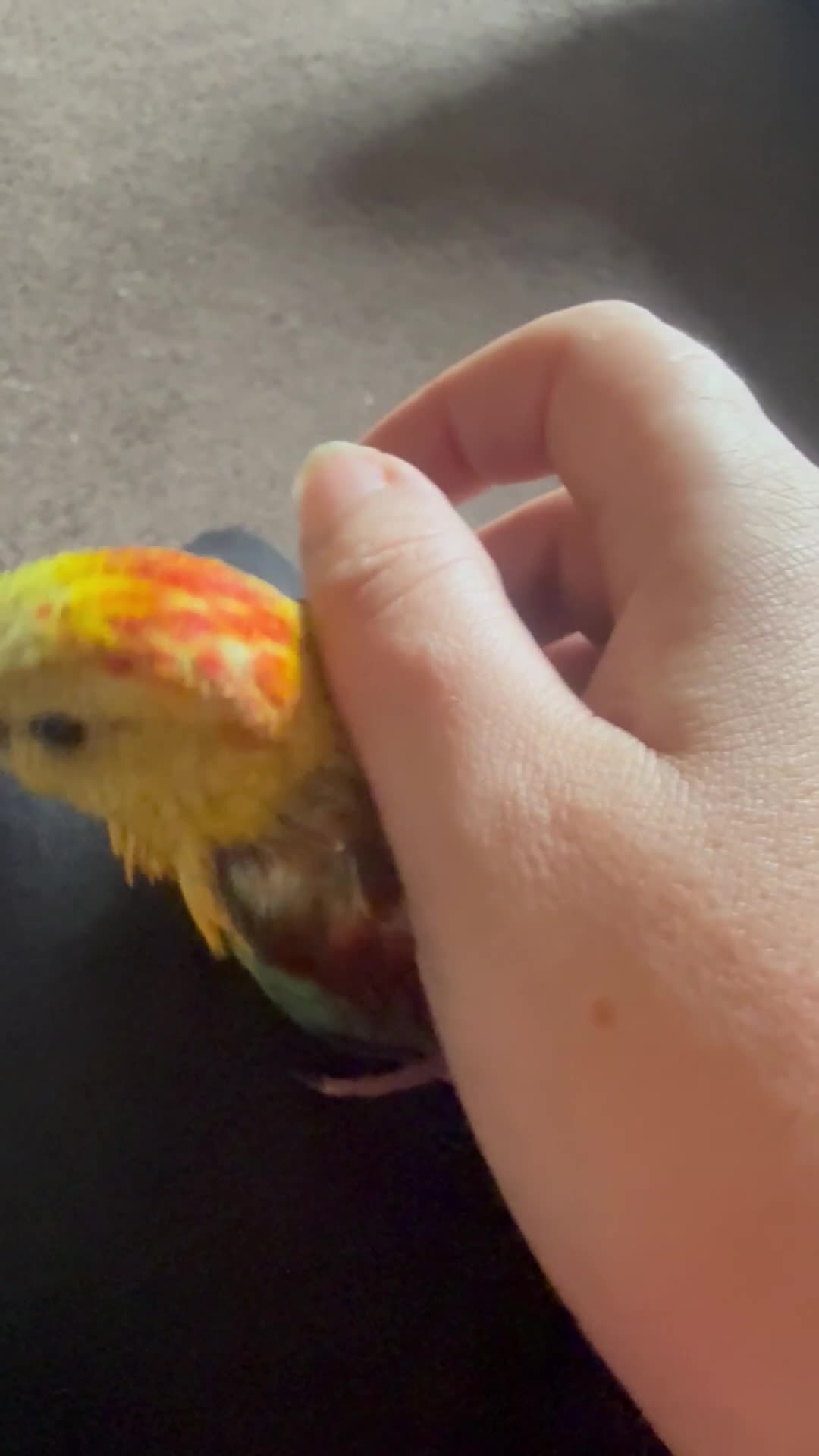 Parakeets birds for sale: Handreared and super tame red rump - Video 1