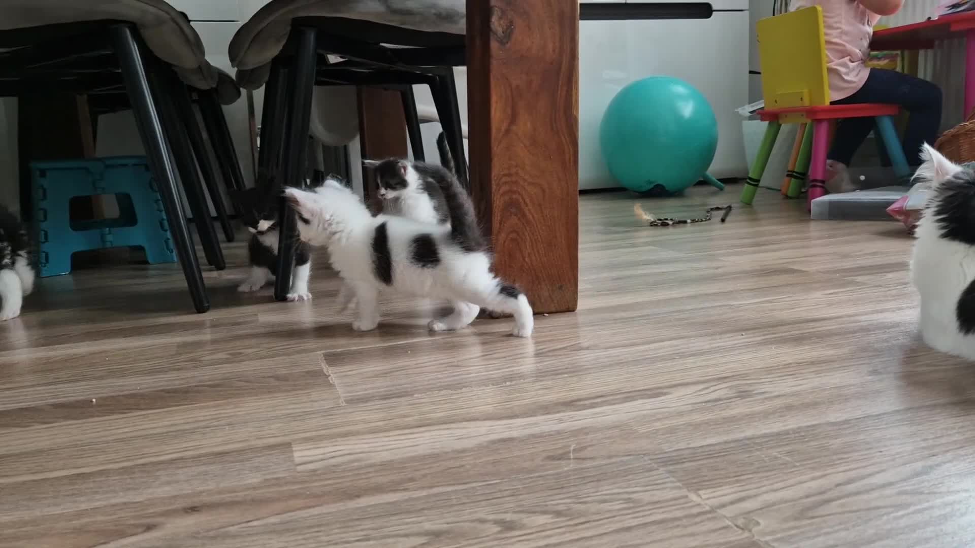 Mixed Breed cats for sale: Fluffy kittens for sale - Video 1
