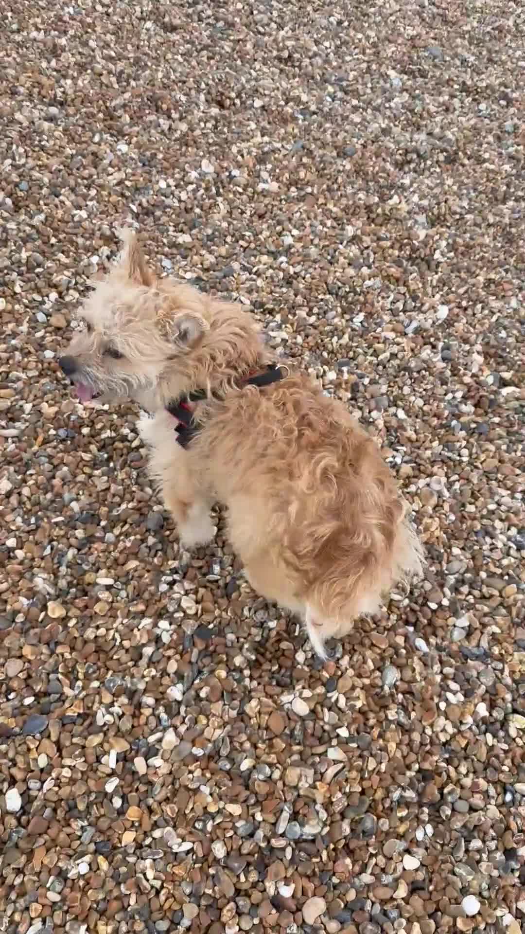 Mixed Breed dogs for sale: Milo is a rescue  - Video 1