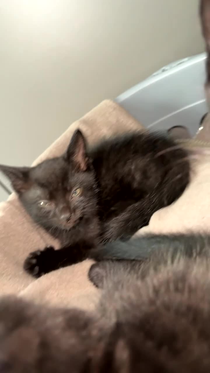Mixed Breed cats for sale: Siamese X Longhaired Tabbys - Video 1