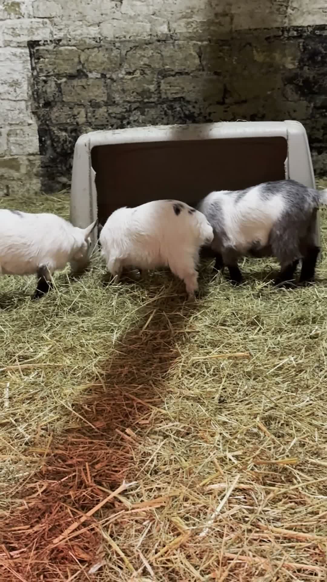 Goats livestock for sale: 2 Pygmy Goat Wethers - Video 2