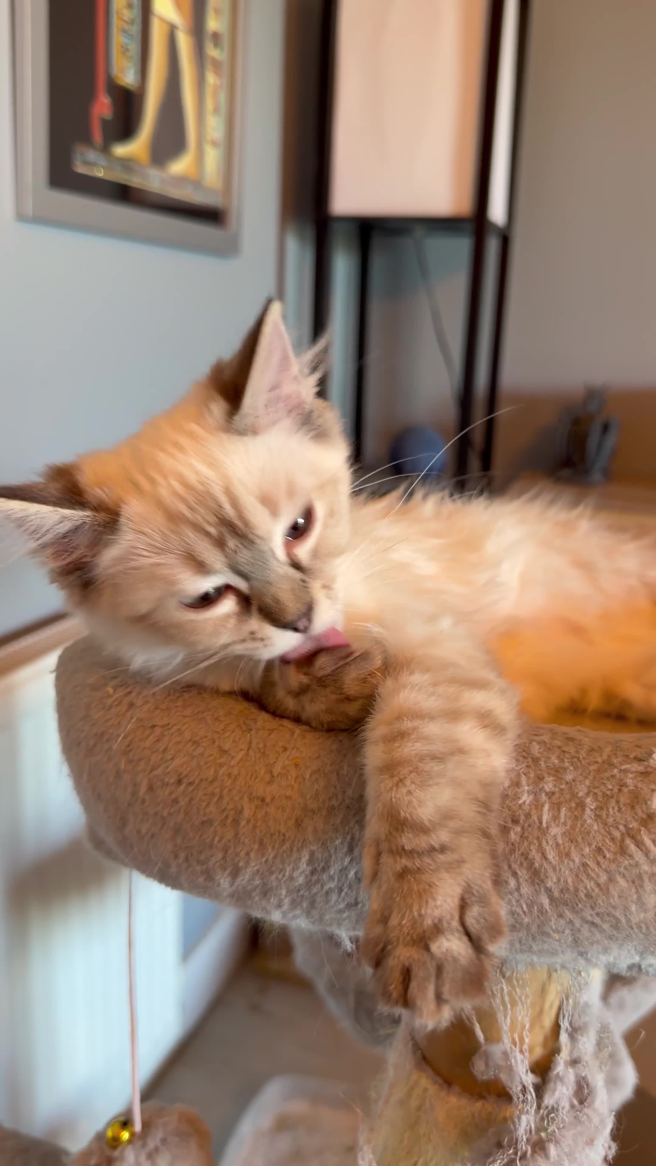 Ragdoll cats for sale: 💖 Stunning Ragdoll Kittens GCCF LAST ONE (Girl) - Video 2