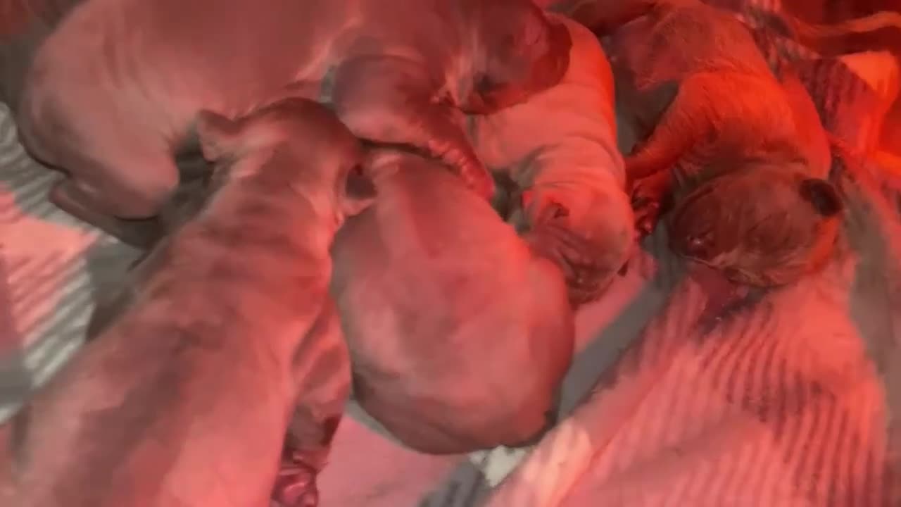 Thai Ridgeback dogs for sale: Thai Ridgeback puppy’s 🏆 - Video 3
