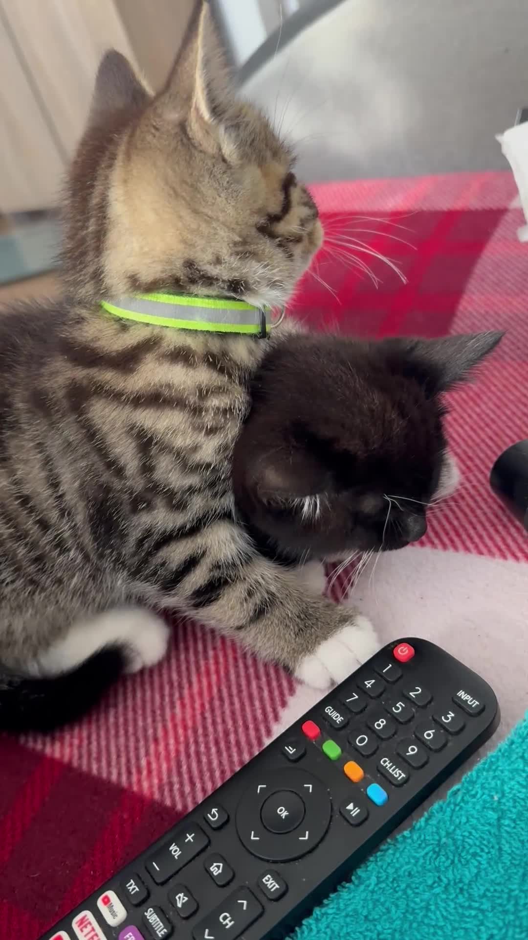 Mixed Breed cats for sale: Adorable Kitten Looking for a Loving Home! 🐾 - Video 1