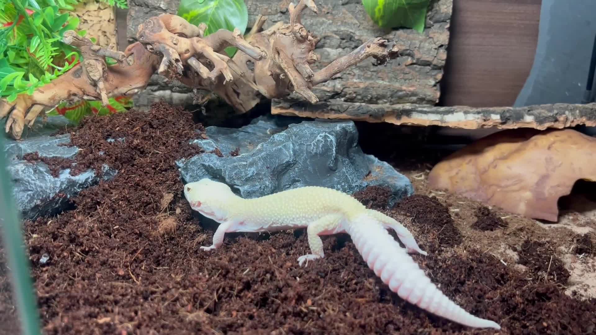 Leopard Gecko reptiles for sale: Rescue GeckoS in Cirencester - Video 2