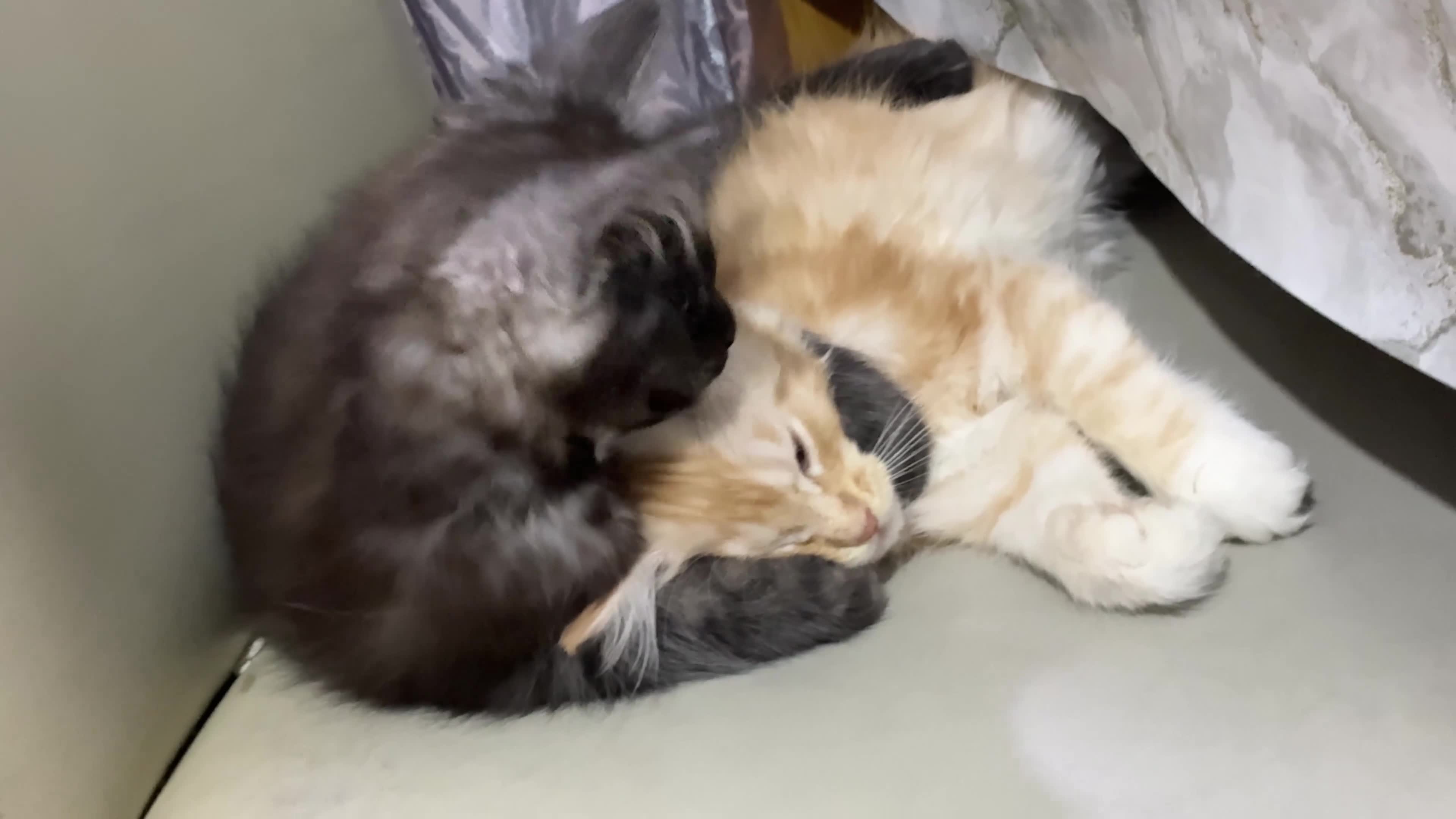 Maine Coon cats for sale: Premium Maine Coon fluffballs😻🐾 - Video 2