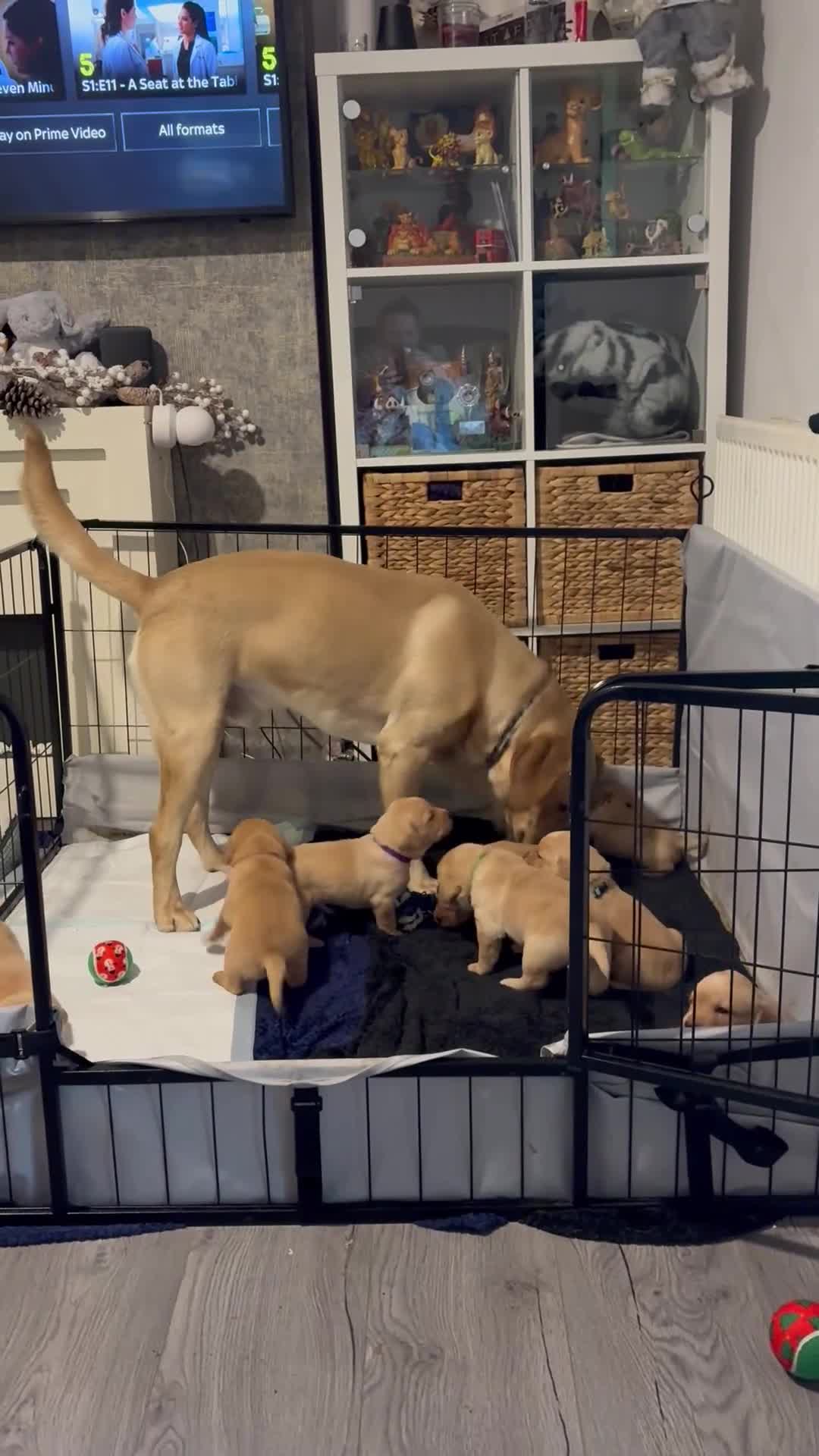 Labrador Retriever dogs for sale: Beautiful Labrador Pup - Video 1