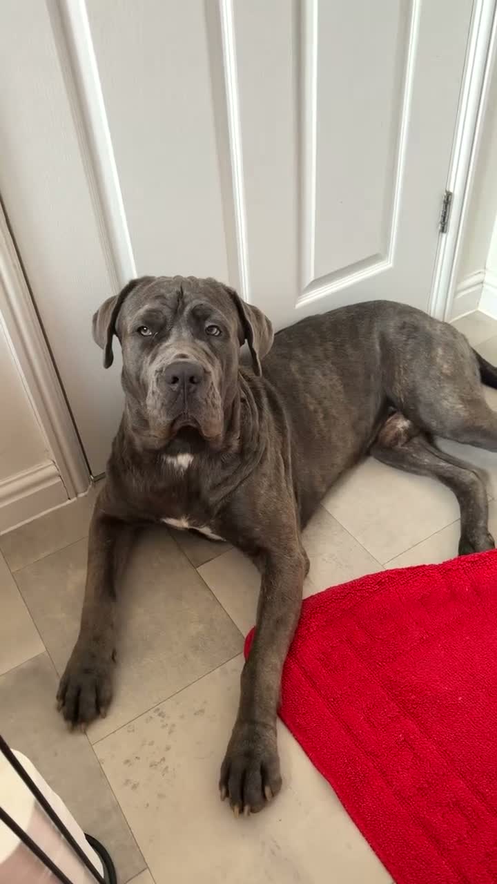 Neapolitan Mastiff dogs for stud: 🐾 STUD AVAILABLE 🐾 - Video 1