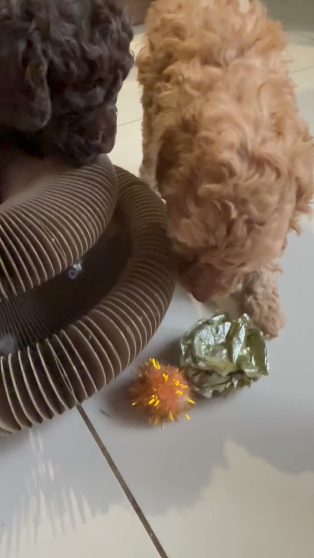 Toy Poodle dogs for sale: Stunning pure bred toy poodle pups  - Video 1