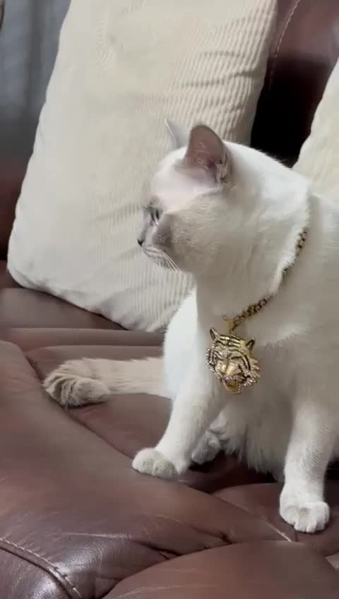 British Shorthair cats for stud: Pedigree White British Shorthair - Colourpoint BSH - Video 1