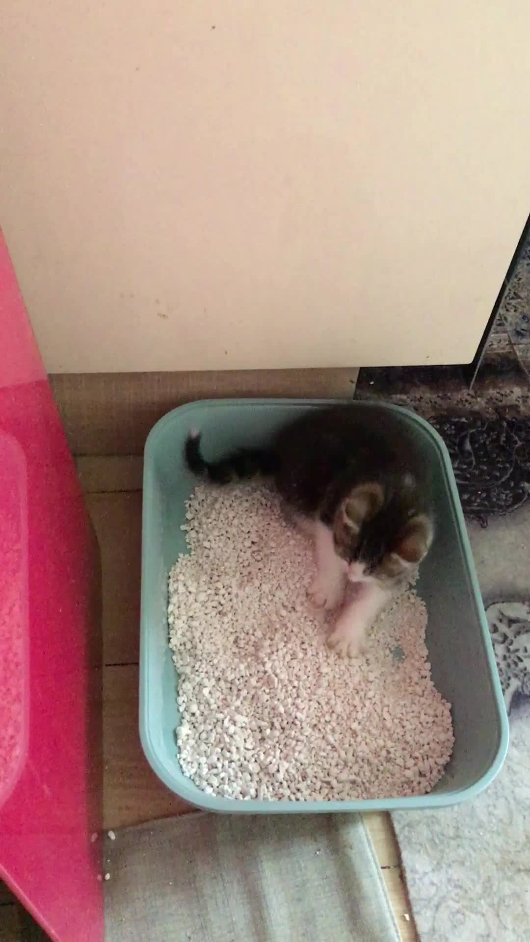 British Shorthair cats for sale: Little Tabby Kitten  - Video 3